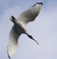 Ibis